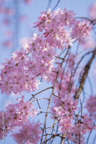 Cherry blossom