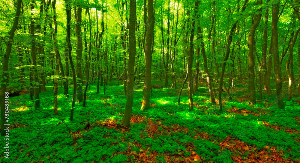 Earth, landscape and nature with trees in summer for conservation or sustainability of ecosystem. Environment, growth and jungle with green rainforest or woods for adventure, exploration and hiking Earth, landscape and nature with trees in summer for conservation or sustainability of ecosystem. Environment, growth and jungle with green rainforest or woods for adventure, exploration and hiking
