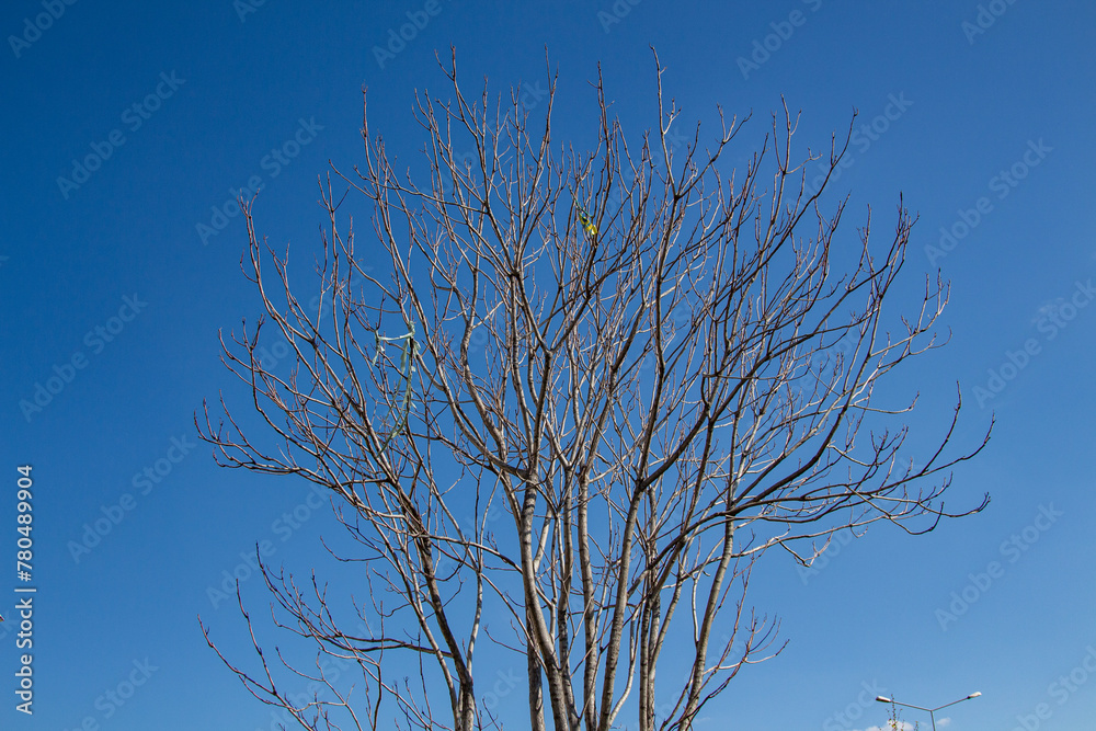 Obraz premium Dead tree with blue sky background. Dead tree with blue sky background in the garden
