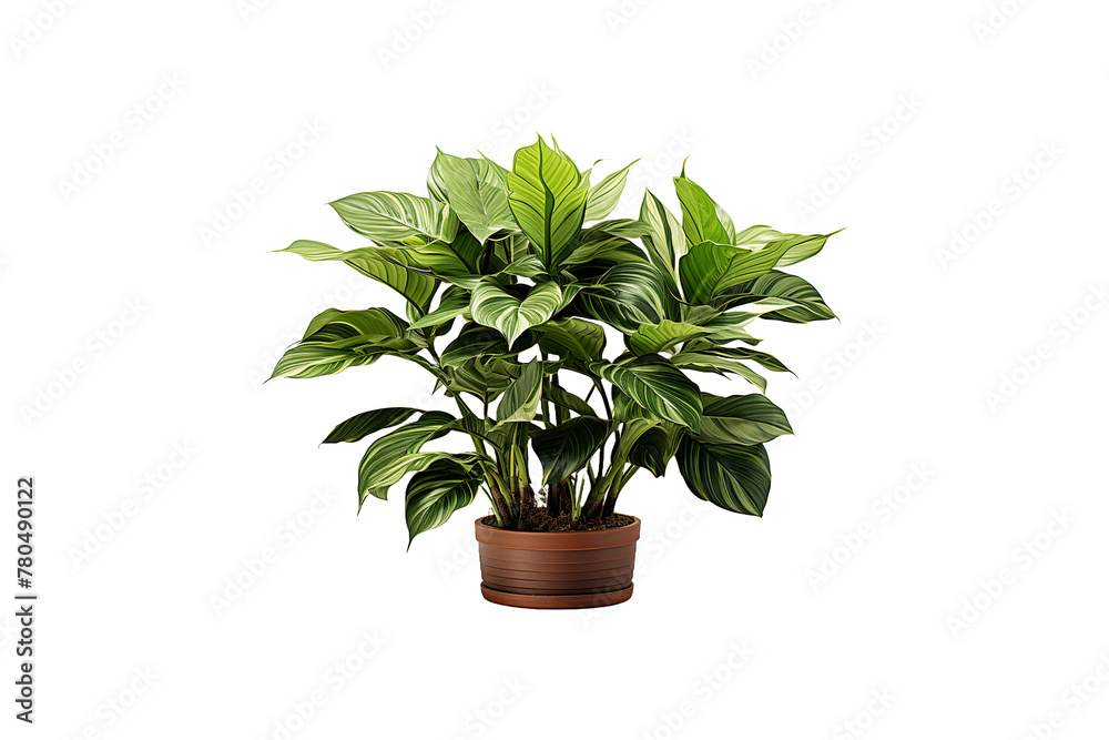 Fototapeta premium Outdoor Plant on transparent background.