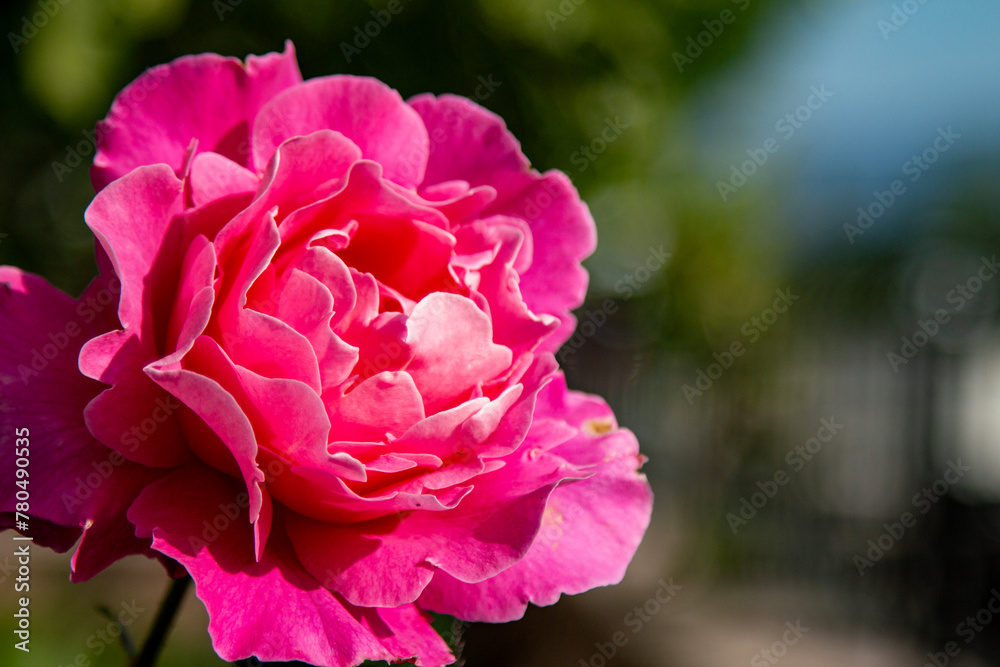 Beautiful pink roses in the garden on a sunny summer day. Pink rose blooming in the garden on sunny day.
