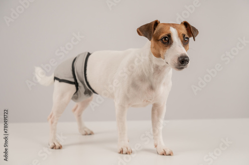 Cute dog wearing menstrual panties on a white background. Reusable diaper. © Anna