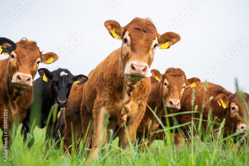Beef Cows and Bulls grazing on grass
