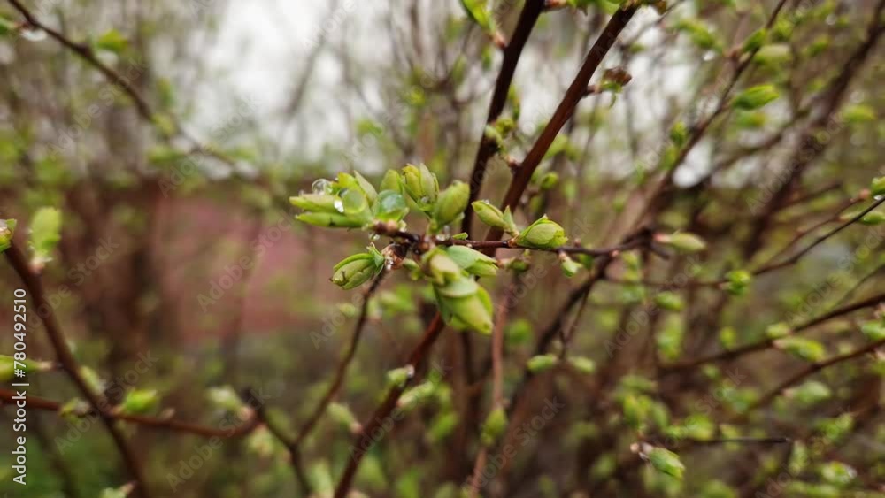 Branches of spiraea with spring leaves covered with water drops Branches of spiraea with spring leaves covered with water drops