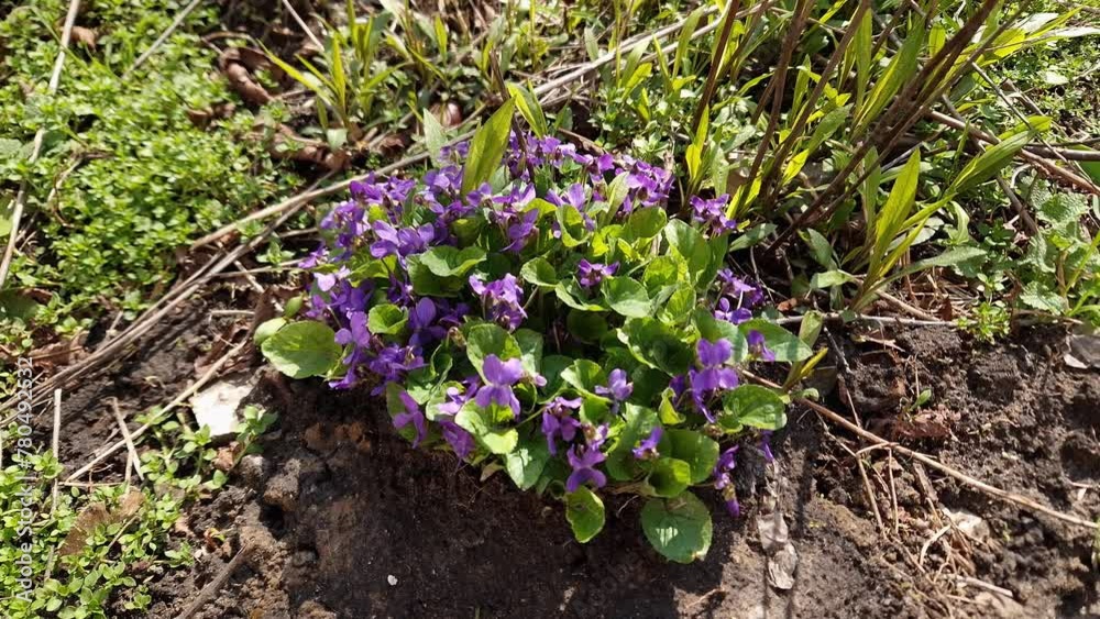 Blooming wild violet on glade in sunny day, top view
Blooming wild violet on glade in sunny day, top view