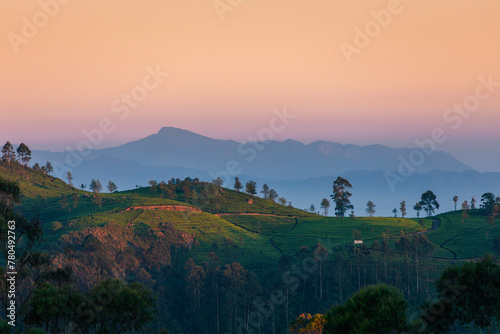 Beautiful dawn over hills with tea plantations near Haputale in Sri Lanka..