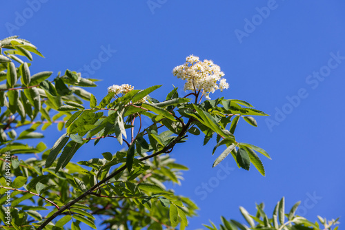 Rowan bush in bloom, white flowers and green leaves photo