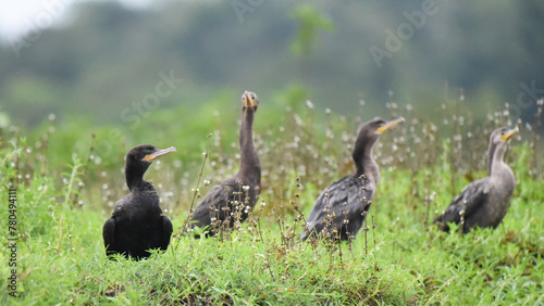 Birds of Costa Rica: Neotropic cormorant (Phalacrocorax brasilianus) photo
