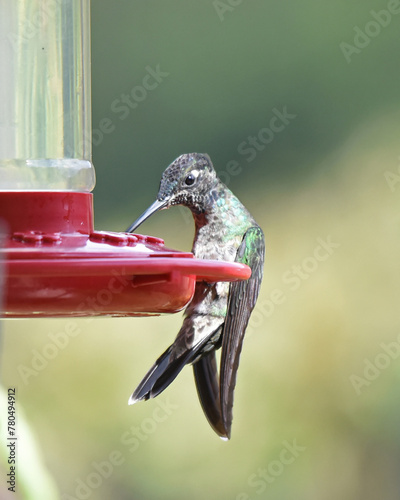 Birds of Costa Rica: Talamanca Hummingbird (Eugenes spectabilis) photo