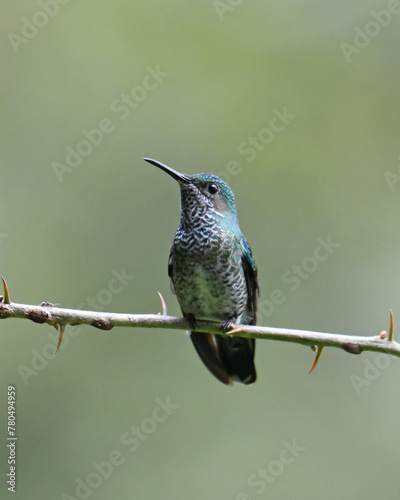 Birds of Costa Rica: White-necked Jacobin (Florisuga mellivora)