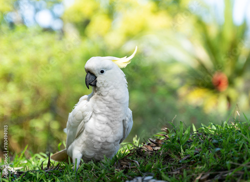 white parrot in the park (ID: 780494983)