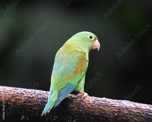 Birds of Costa Rica: Orange-chinned Parakeet (Brotogeris jugularis) © Rini Kools