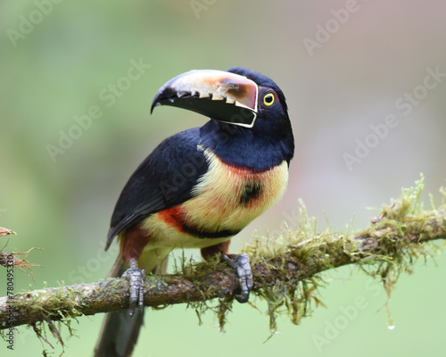 Birds of Costa Rica: Collared Aracari (Pteroglossus torquatus) © Rini Kools