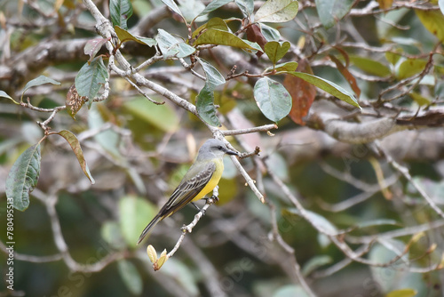 Birds of Costa Rica: Tropical Kingbird (Tyrannus melancholicus) photo
