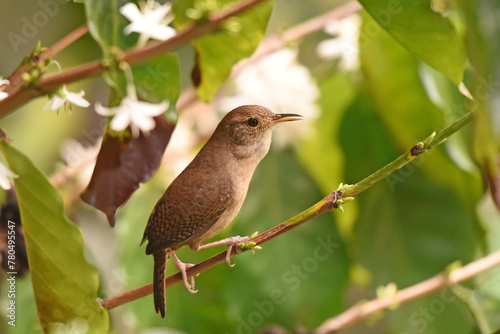 Close-up image of House Wren (Troglodytes aedon) singing in a low bush photo