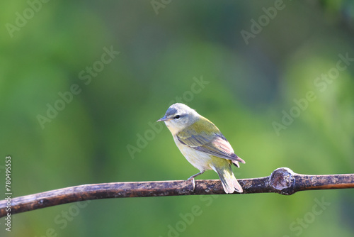 Birds of Costa Rica: Tennessee Warbler (Oreothlypis peregrina) photo