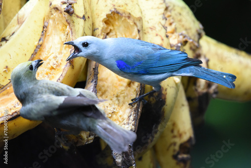 Birds of Costa Rica: Blue-gray Tanager (Thraupis episcopus) photo