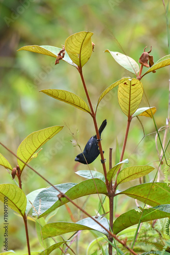 Birds of Costa Rica: Variable Seedeater (Sporophila corvina) photo