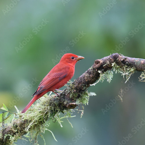 Birds of Costa Rica: Male Summer Tanager (Piranga rubra)