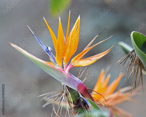 Close-up image of Strelitzia flowers