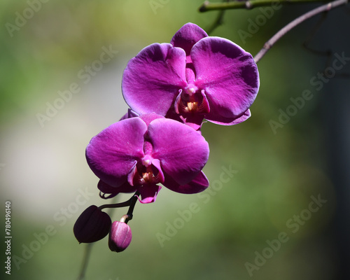 Phalaenopsis sp.: beautifully shaped and coloured orchids