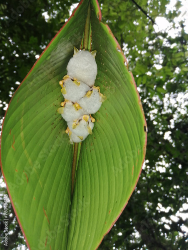 Honduran white bats (Ectophylla alba) huddling together in leaf tent