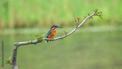 Slow Motion: A beautiful kingfisher took off from a branch by the river.