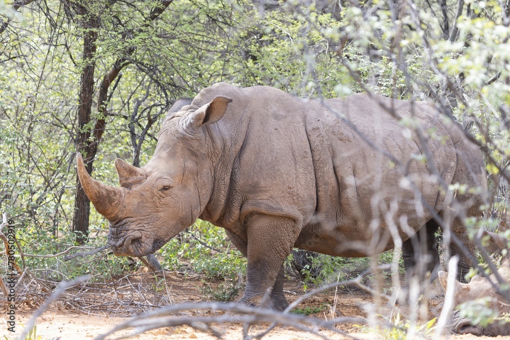 Fototapeta premium Picture of a rhino in the wild taken in the Namibian province of Waterberg