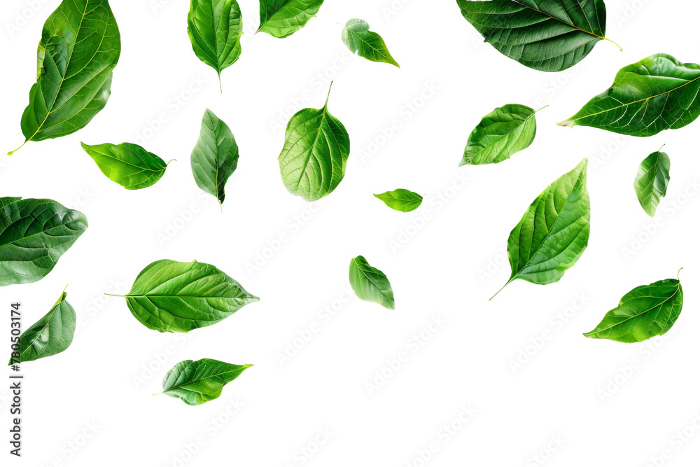 Green leaves flying and falling isolated on background, tropical leaf for border element, fresh natural foliage, organic herbal in form of wave and swirl.