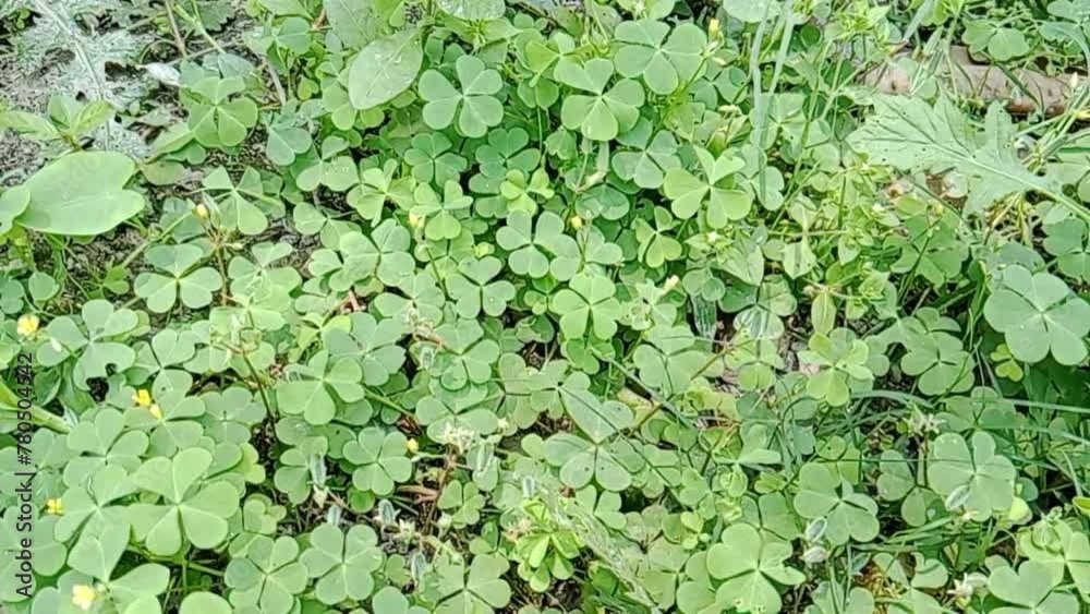 Medicine leaf on the ground