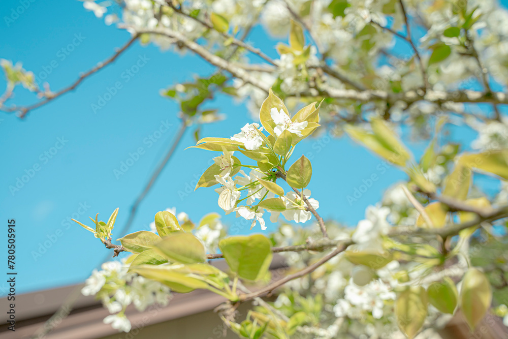 Fototapeta premium 梨の花