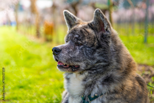Close-up akita inu dog with gray fur sitting on a meadow during summertime, side view, horizontal shot