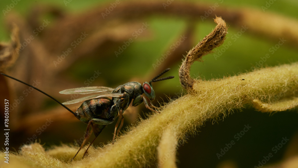 Full profile details of a fly with red eyes