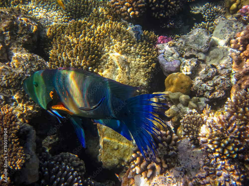 Obraz premium Coral reef of the Red Sea. Inhabitants of the underwater world on the seabed.