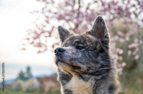 Akita inu dog with gray fur in front of a pink cherry blossom tree with, horizontal shot