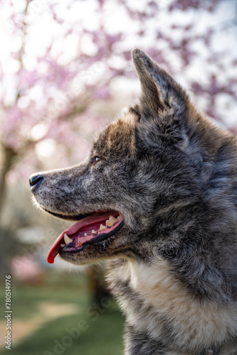 Close-up akita inu dog with gray fur in the park with pink cherry blossoms in the background, vertical shot
