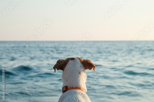 Back view of jack russell terrier staring at the sea. Soft sunset light. Close up, copy space for text. Background. © Evrymmnt