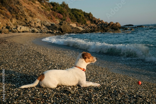 Wet jack russell terrier staring at the sea. Soft sunset light. Close up, copy space for text. Background.