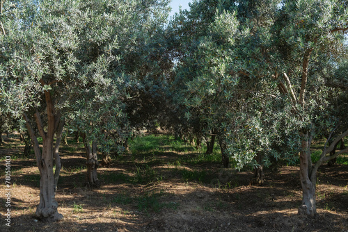Plantation of olive trees on a sunny day. Sustainable farming. Copy space, background.