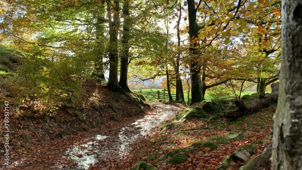 Rural country scene in England in autumn road or path through the wood. Traditional country scene on bright day UK 4K Rural country scene in England in autumn road or path through the wood. Traditional country scene on bright day UK 4K