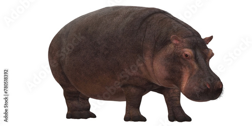 Hippopotamus isolated on a Transparent Background