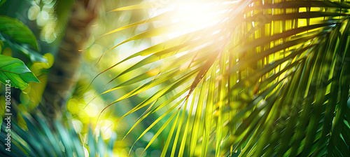 Photo of sun rays passing through the lush green palm tree leaves , summer beach concept