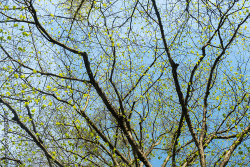Branches trees and fresh leaves against a background of blue sky  full frame. organic patterns