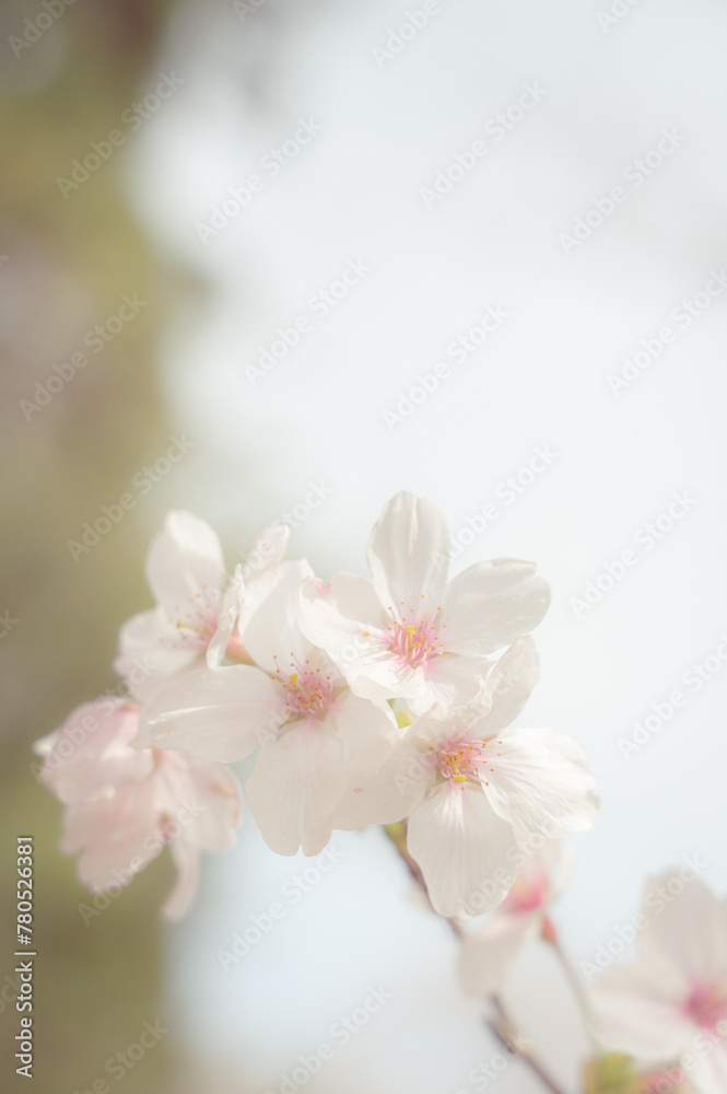 ふんわり桜 ふんわり桜