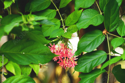  selective focus,Combretum indicum are blooming and green leaf,Combretum indicum are blooming in the garden,Rangoon creeper or quisqualis indica grows up in the garden good fresh in the morning  photo