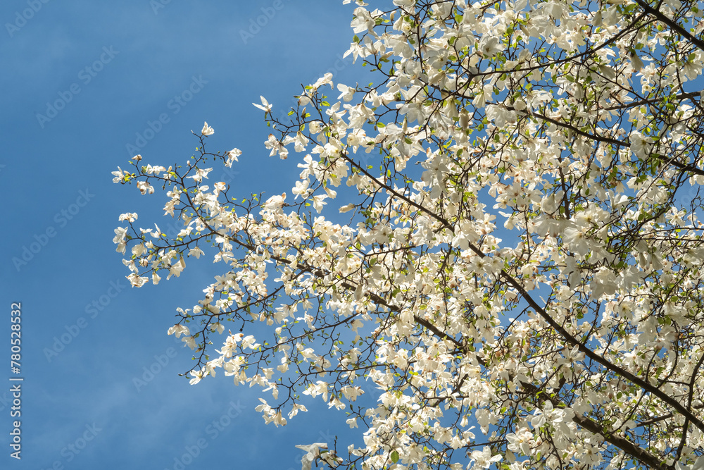 Fototapeta premium Branches of a flowering magnolia salicifolia against the background of the blue sky. Copy space