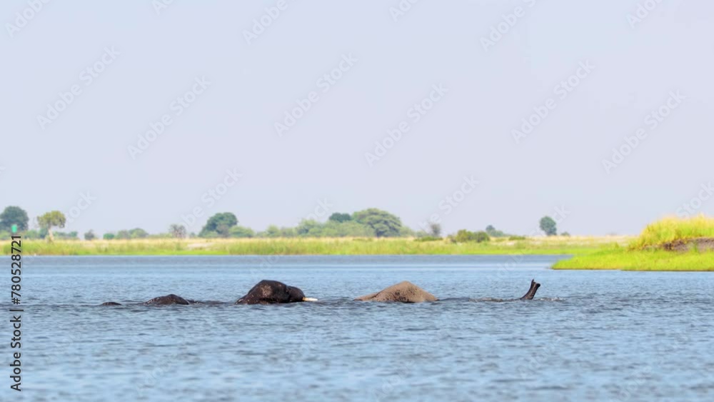 Elephants crossing a river by swimming. Botswana, South Africa Elephants crossing a river by swimming. Botswana, South Africa