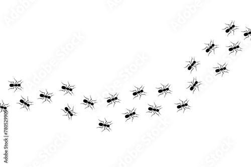 Ants Marching Across Screen