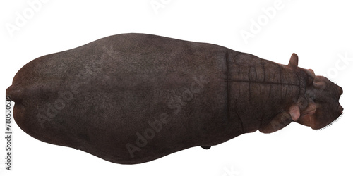 Hippopotamus isolated Top view on a Transparent Background