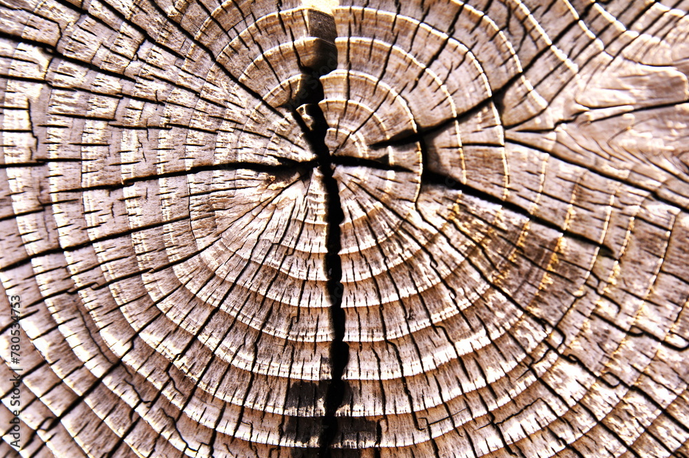 Fototapeta premium 丸太の断面